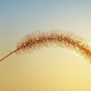 Potilaan kielelliset oikeudet