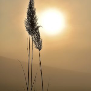 Muistutus ja kantelu terveydenhuollossa